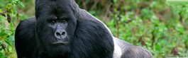 Gorillas + The Big Five