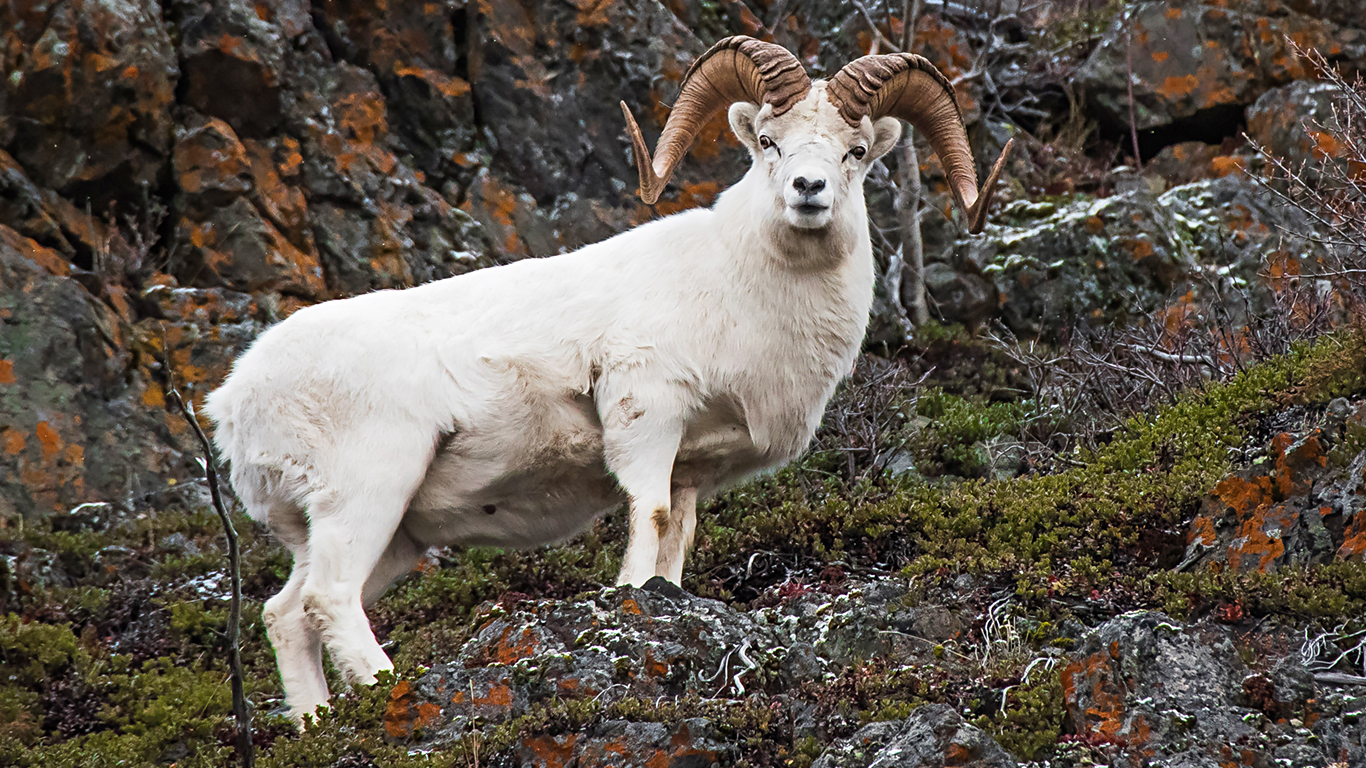 Wild + Wonderful Alaska
