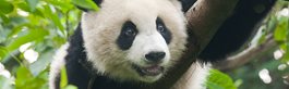 Chengdu
