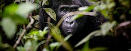 On Safari in Uganda