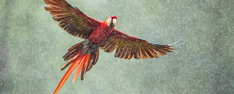 Pure Costa Rica: Monteverde, Arenal + Corcovado