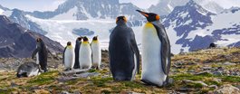 Antarctica + South Georgia + Falklands aboard the <i>Ocean Albatros</i> or <i>Ocean Victory</i>