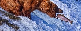 Expedition Cruise to Alaska - 12 Day Northbound Adventure