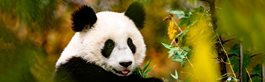 The Pandas of Chengdu
