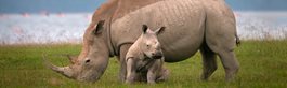 The Big Five Safari in Kenya (2025 itinerary)
