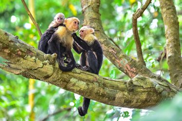Capuchin Monkeys in Manuel Antonio National Park, Costa Rica
