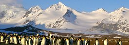 Antarctica + South Georgia aboard the classic mv Ushuaia