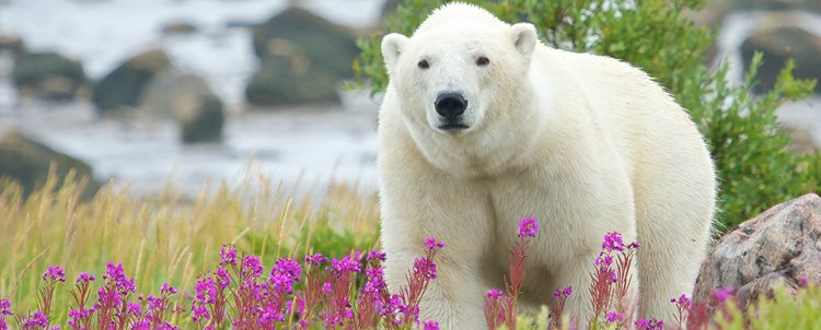 Polar Bears + Beluga Whales of Churchill