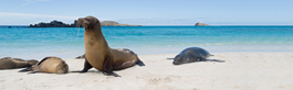 Western Galapagos Cruise + Quito