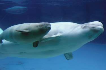 Beluga whales in Churchill, Canada